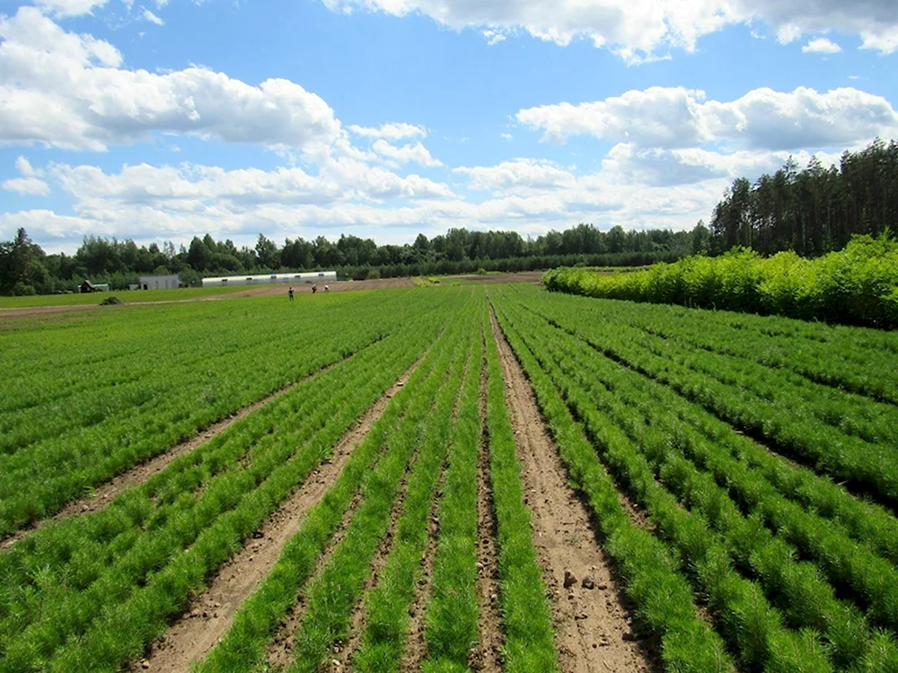 Лесное Лесопитомник