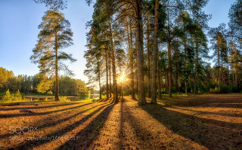 Летний закат Бузулукский Бор