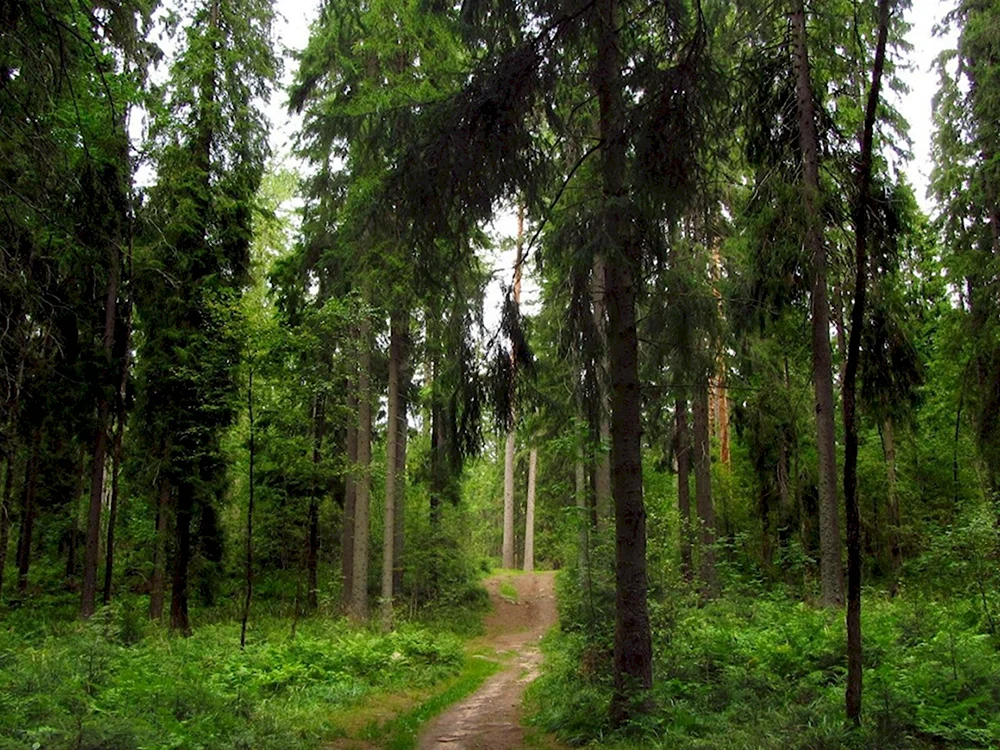 Линдуловская роща тропа