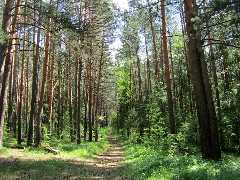 Лисицкий Бор ООПТ