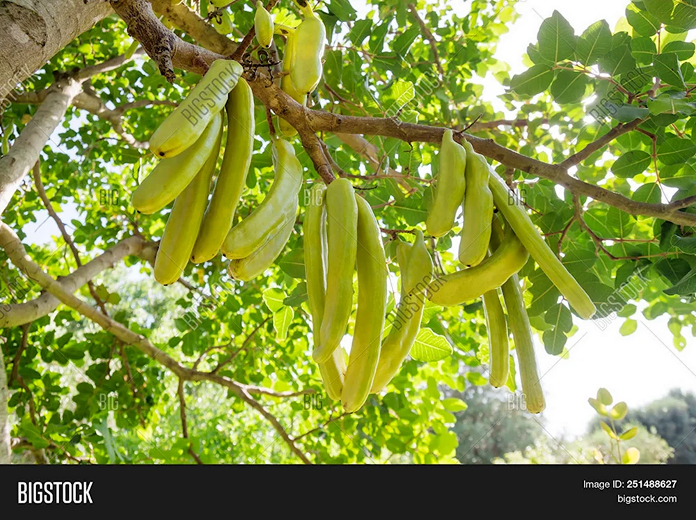 Locust Bean Tree