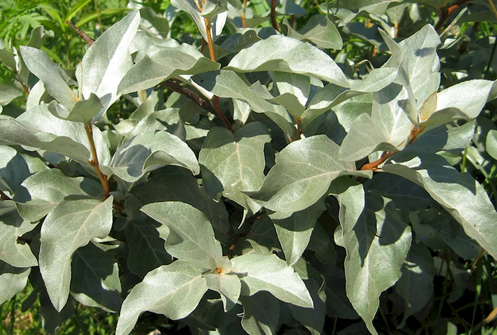 Лох серебристый Elaeagnus argentea