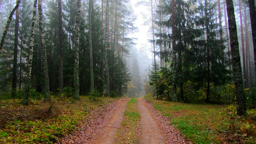 Лужки Орел лес