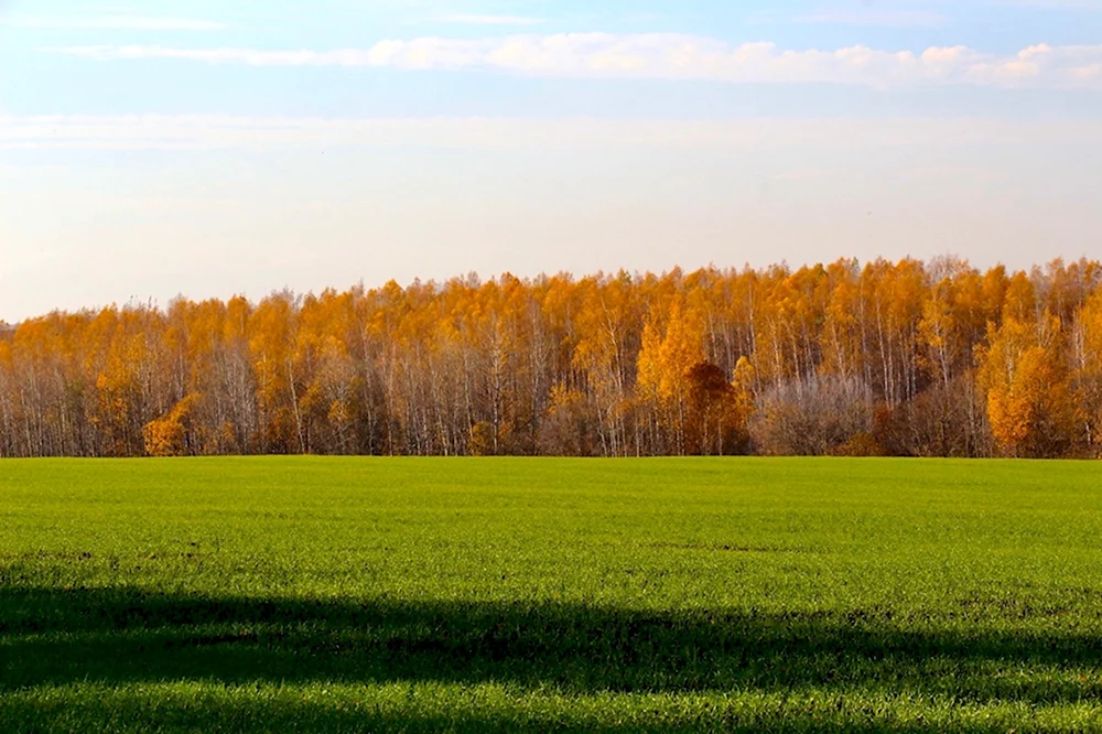 Лужковский лес