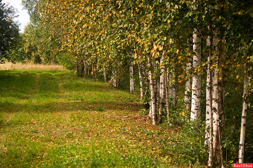 Лужковский лес Орел