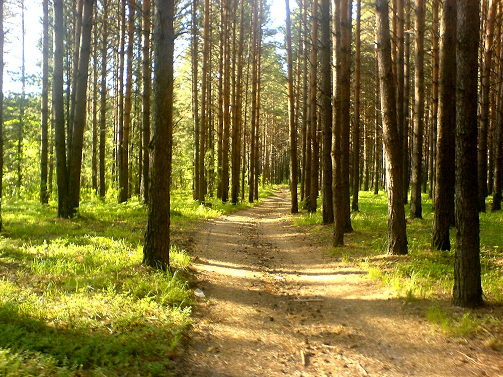 Лужковский лес Орел