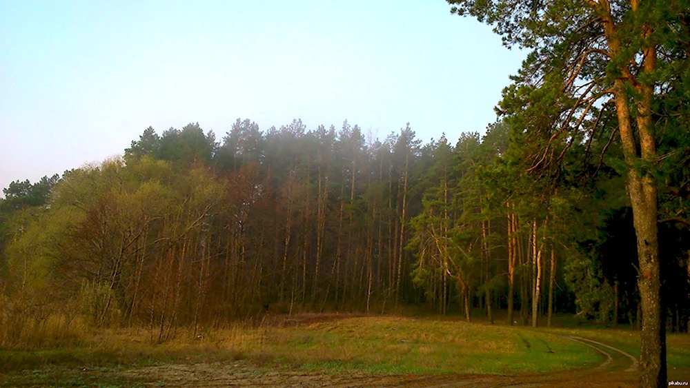 Лужковский лес Орел