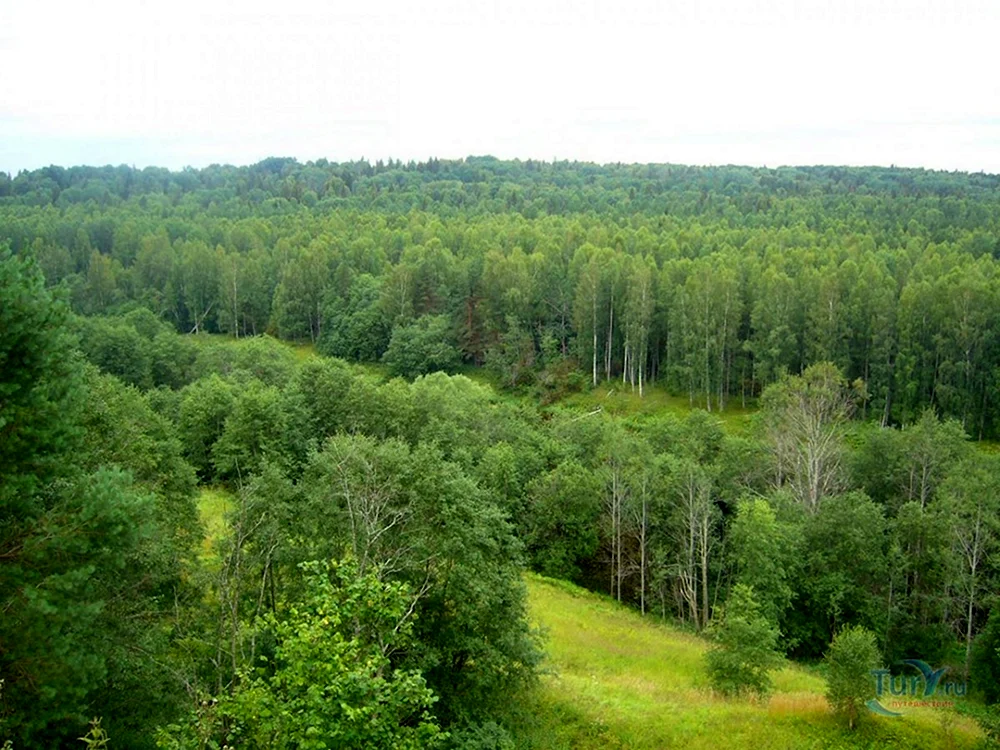 Лужковский лес Орел