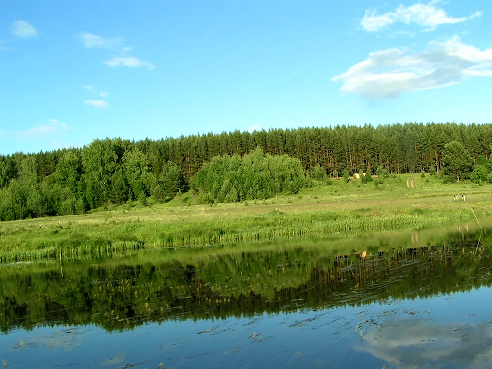 Лужковский лес Орел