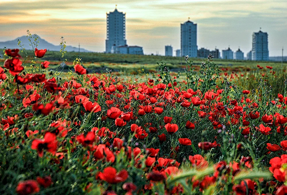 Маковые поля в Туркменистане