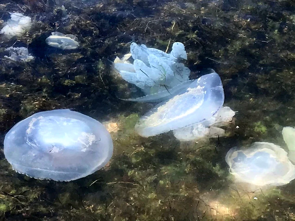 Медуза корнерот в Азовском море