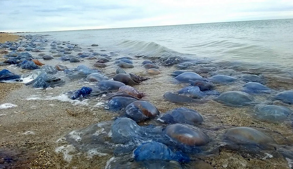 Медуза на берегу моря
