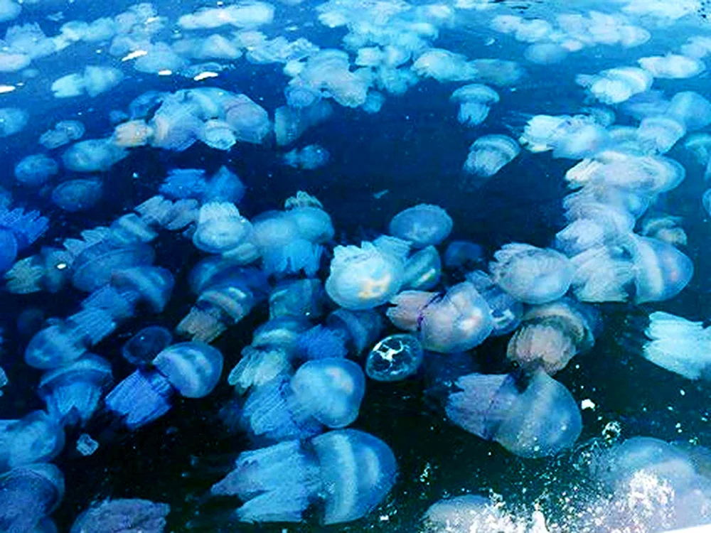 Медузы в Азовском море 2021