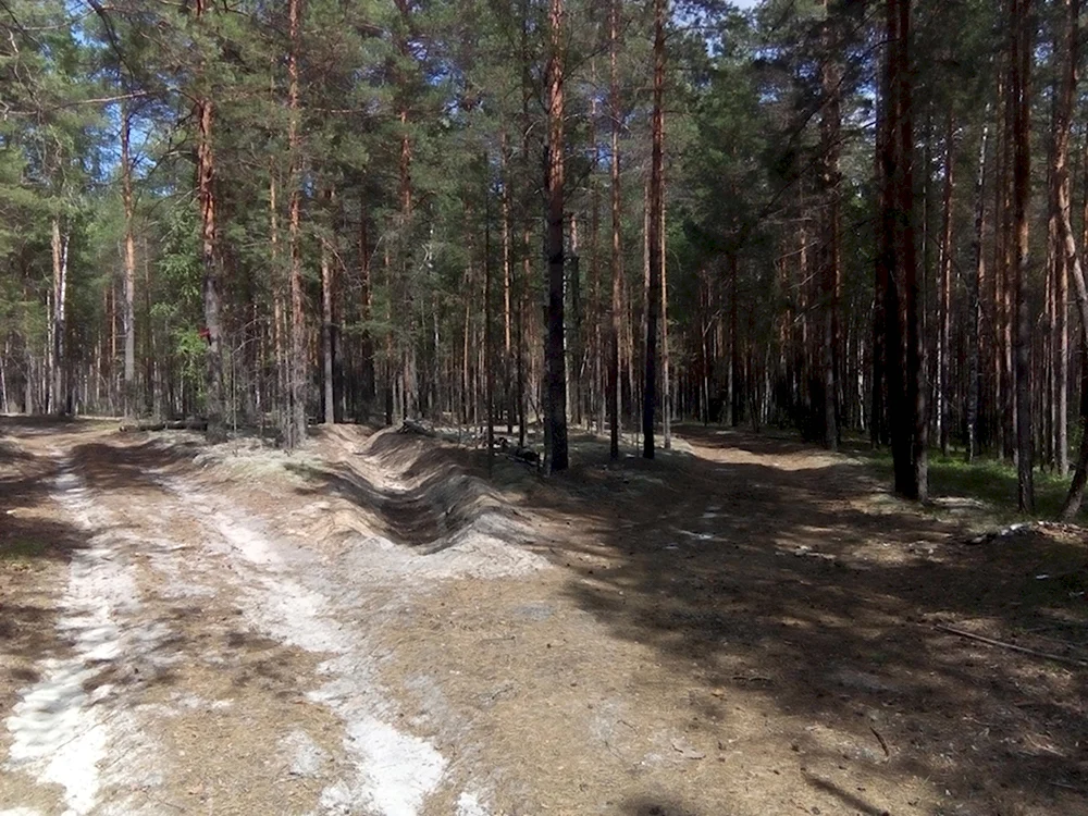 Медведевский лес Орел