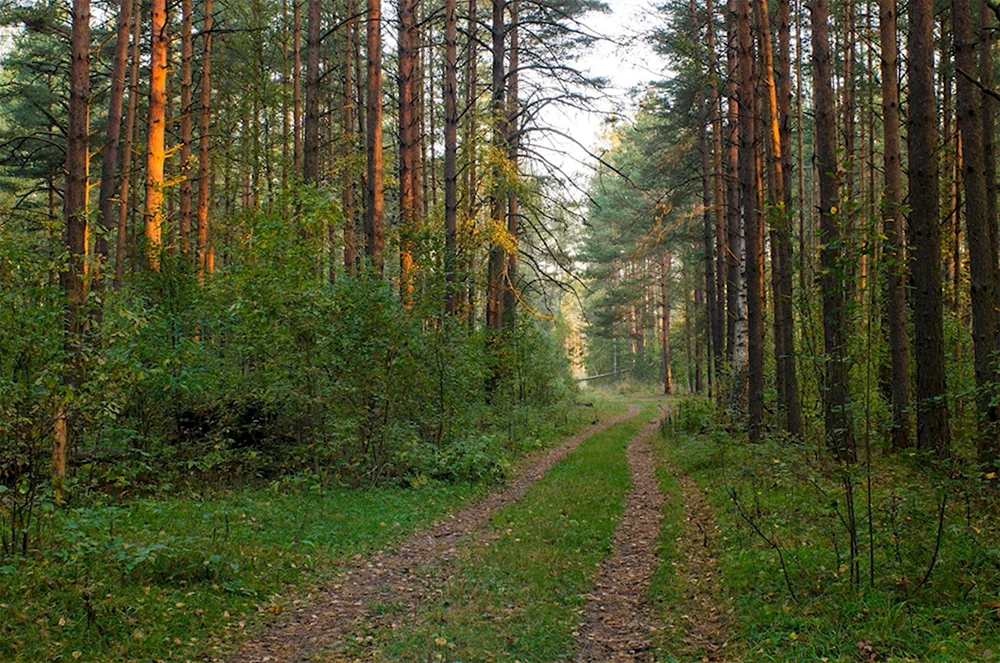 Медведевский лес Орел