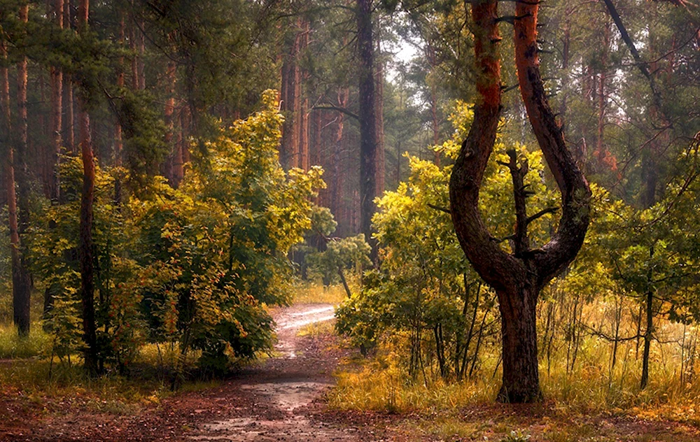 Михаил Шерман фотограф