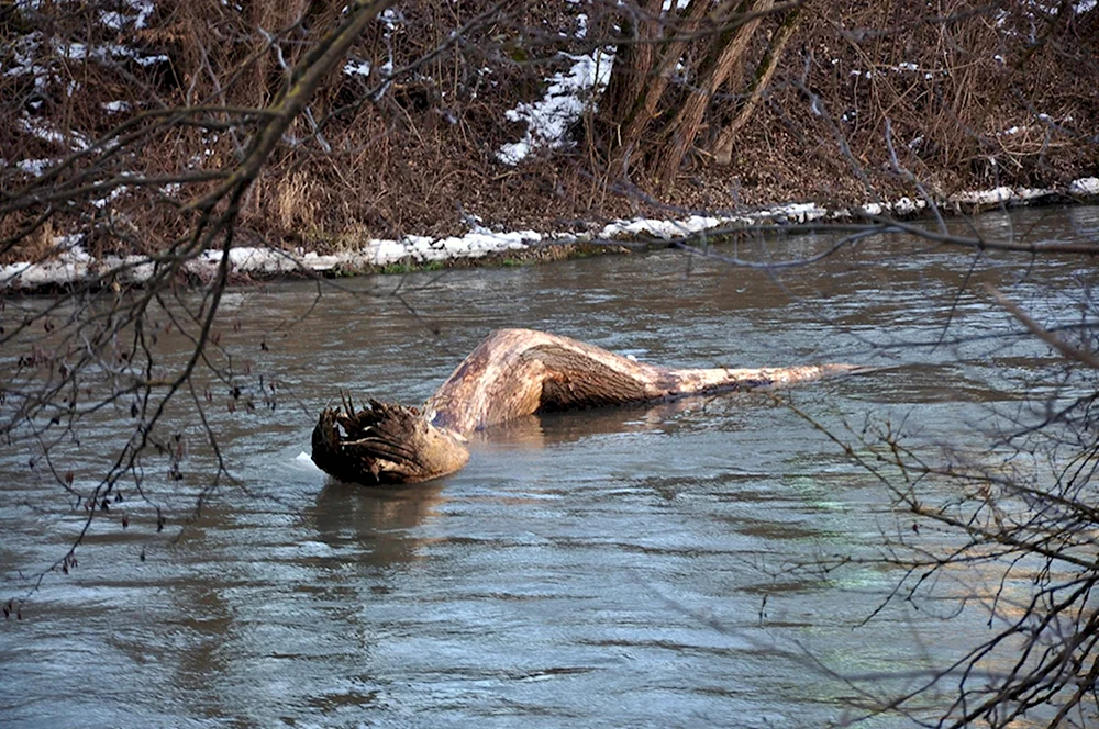 Монстр озера Бросно