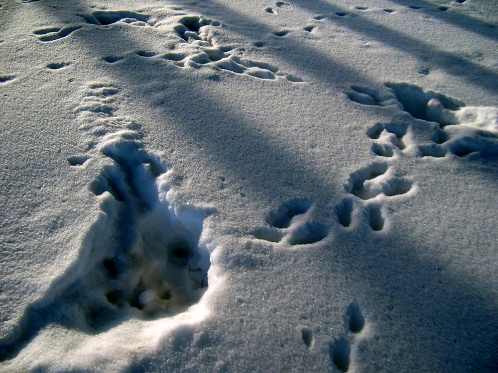 Нора зайца зимой