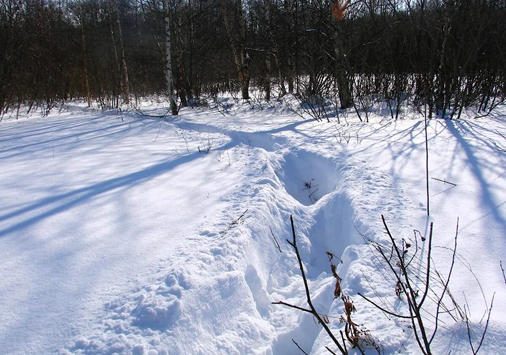 Окский заповедник зимой