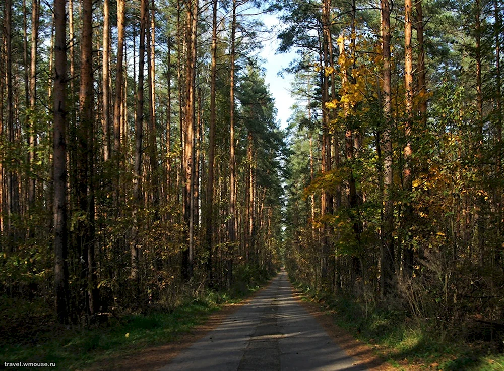 Орехово-Зуево лес