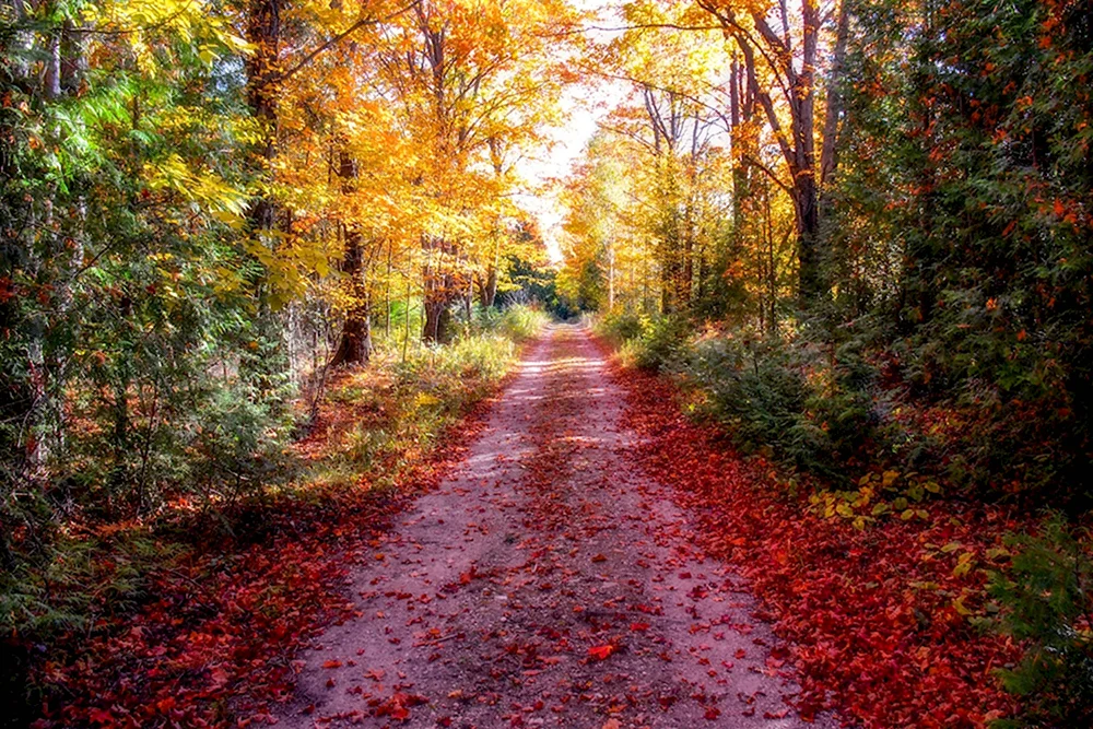 Осень лес дорога