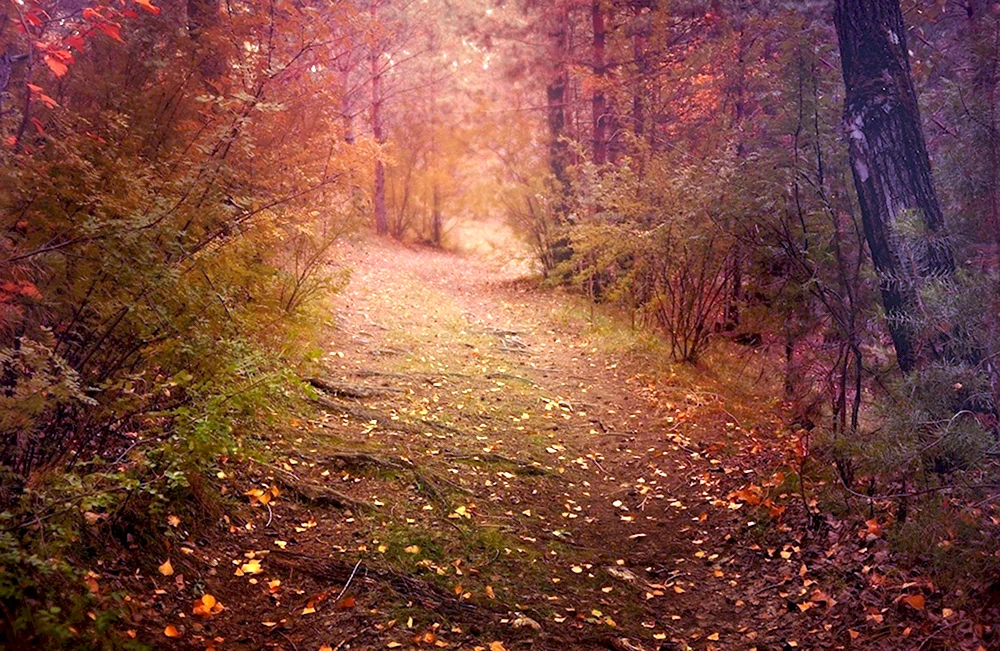 Осень лес вечер