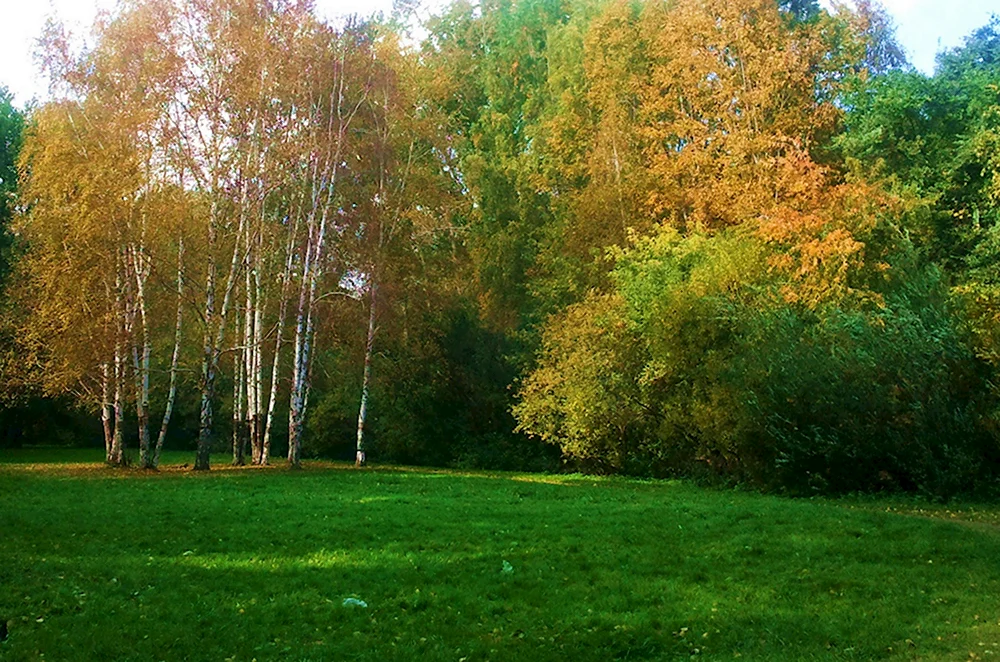 Осень Поляна