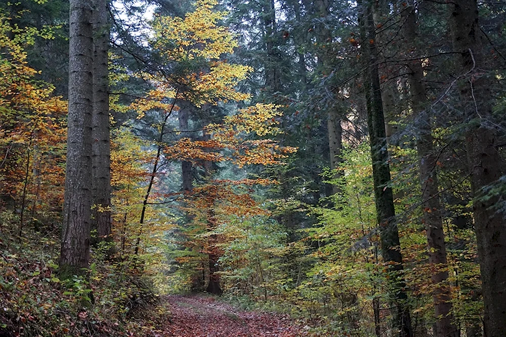 Осень в еловом лесу