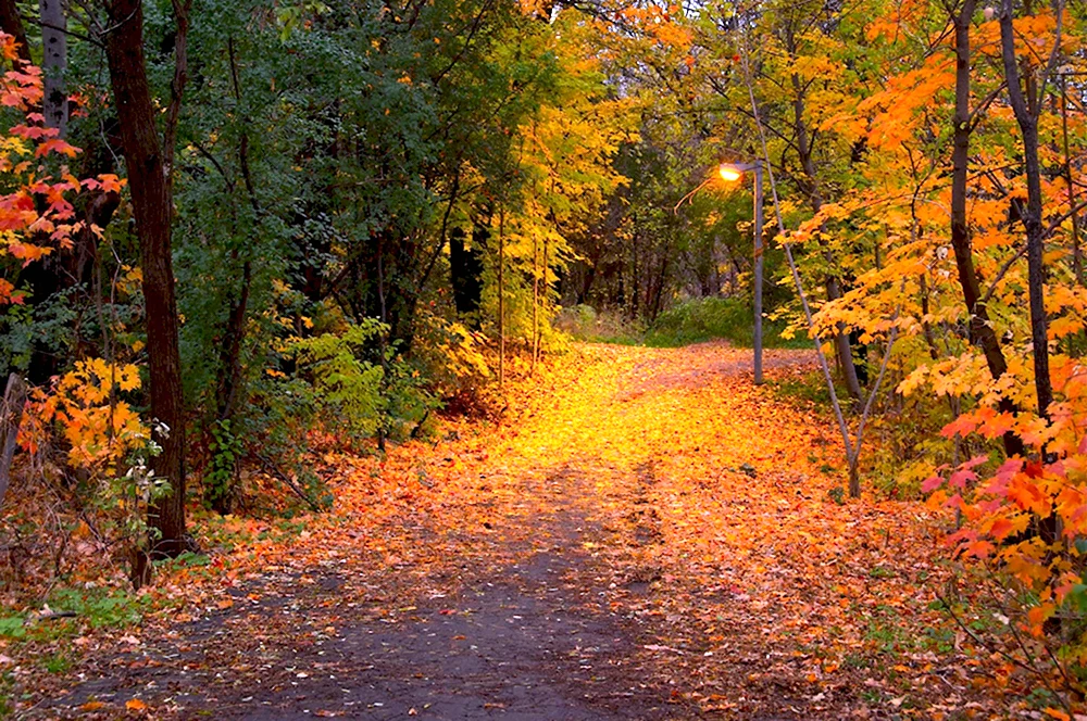 Осень в лесу