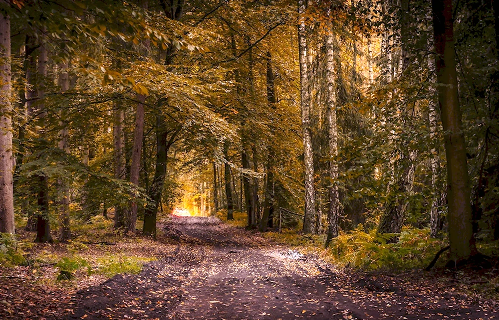 Осень в лесу