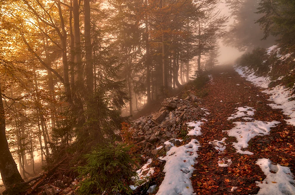 Осенне зимний лес