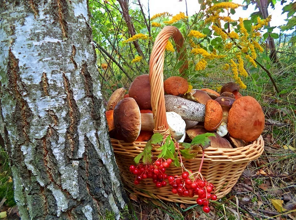 Осенние дары природы