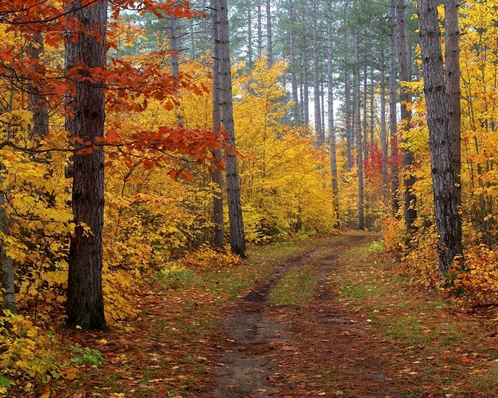 Осенний лес