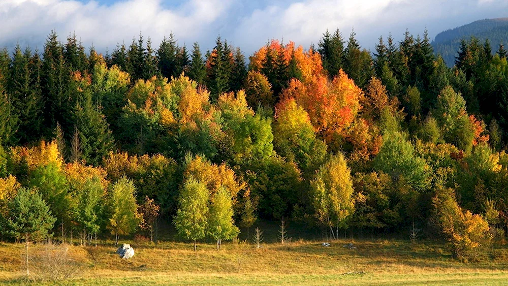 Осенний лес