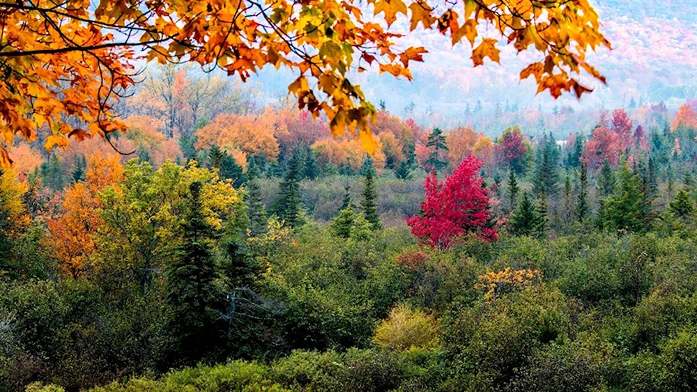 Осенний лес