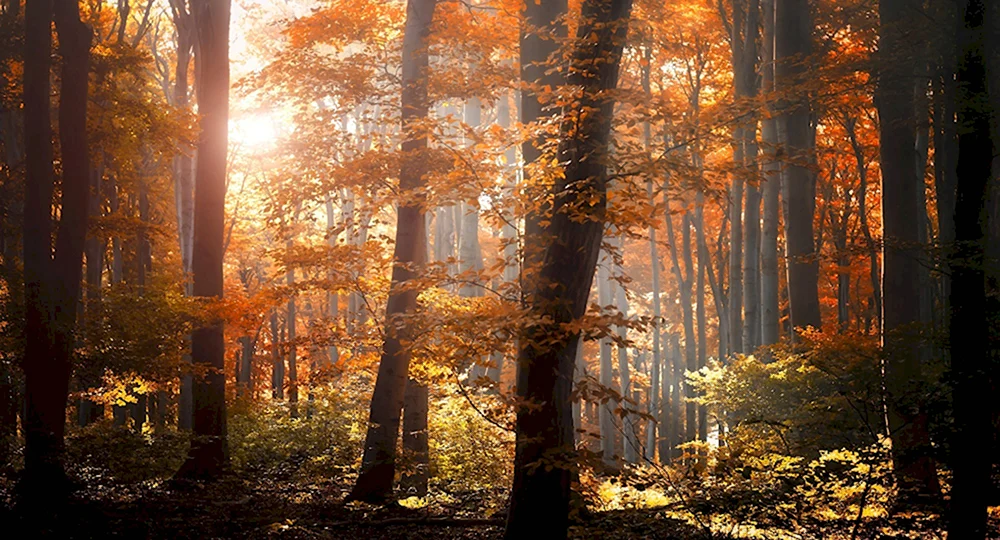 Осенний лес