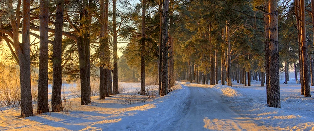 Панорама зима лес