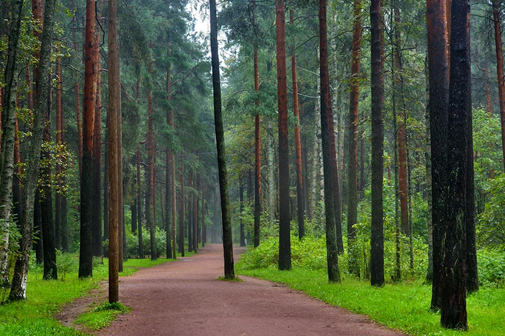 Парк Сосновка в Санкт-Петербурге