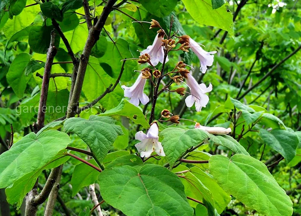 Paulownia catalpifolia