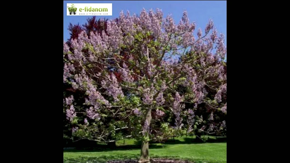 Paulownia Imperialis