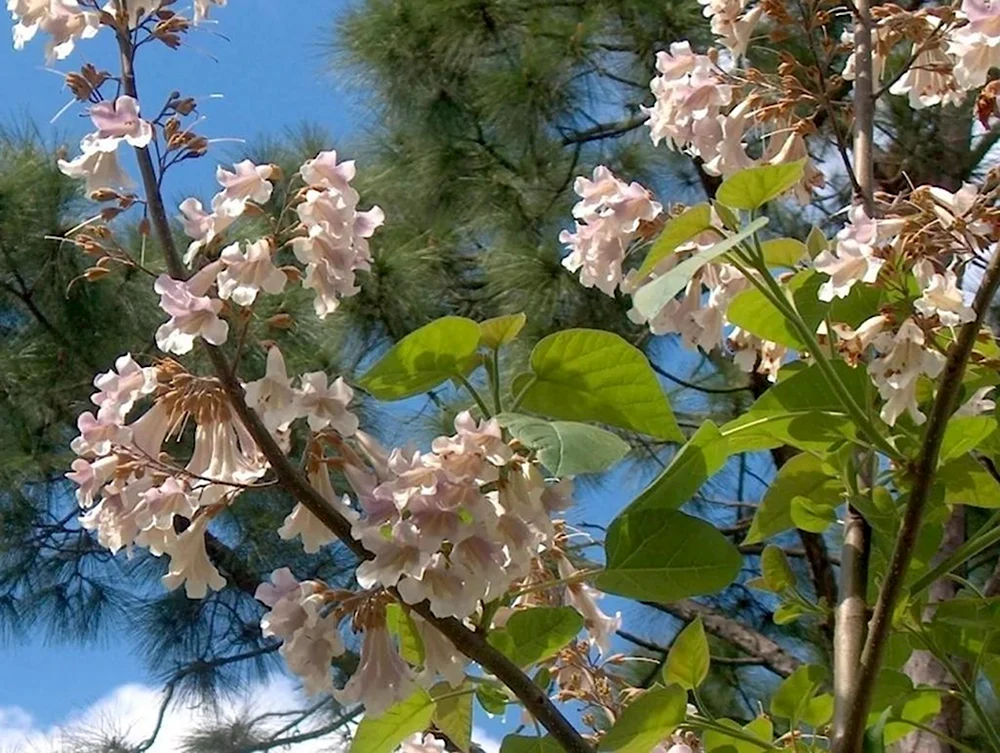 Павлония адамово дерево