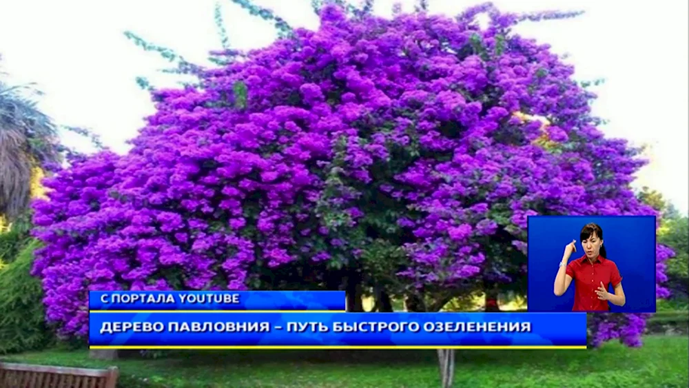 Павловния