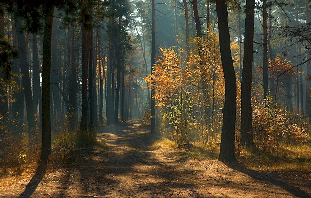 Пейзаж леса