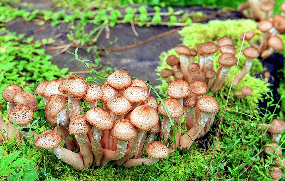 Пеньковые опята
