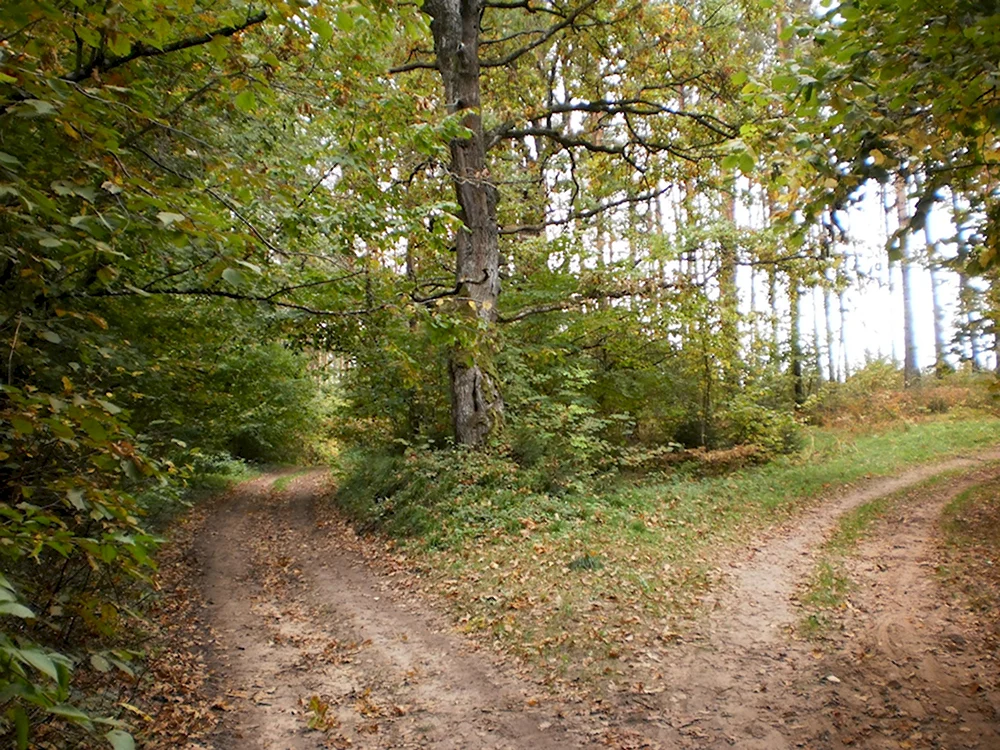 Перекресток лесных дорог
