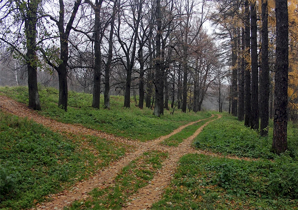 Перекресток в лесу