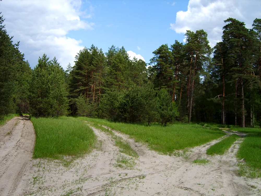 Перекресток в лесу