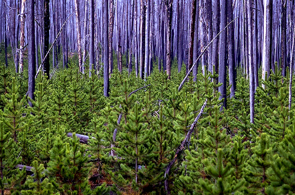 Pinus contorta