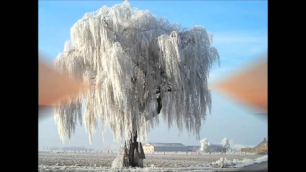 Плакучая Ива дерево зимой
