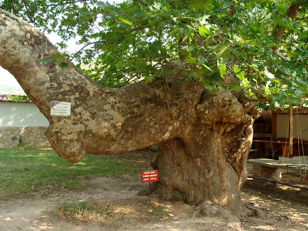 Платан Чинара бесстыдница